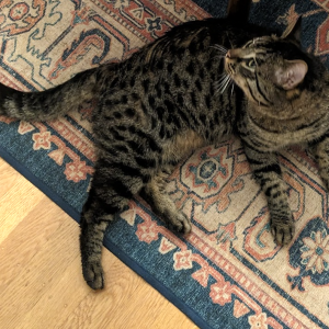 Image of Tommy, Lost Cat