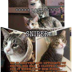 Image of Sniper, Lost Cat