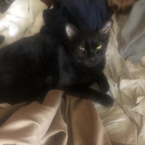 Image of Plag, Lost Cat