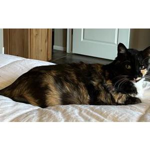 Lost Cat Princess