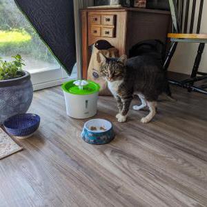 Lost Cat Pookie