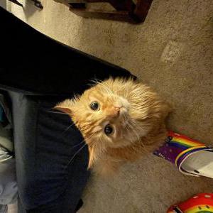 Lost Cat Binx
