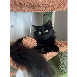 Lost Cat Toogs