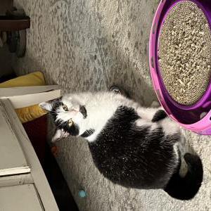 Lost Cat Kitty