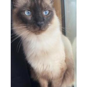 Image of Vixy, Lost Cat