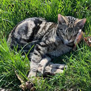Lost Cat Simba