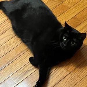 Lost Cat Tulip