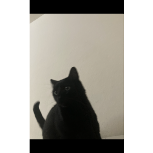 Image of Challa, Lost Cat
