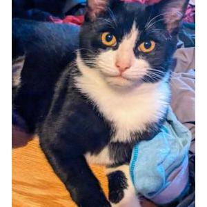 Lost Cat Squiggy