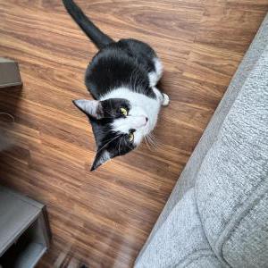 Lost Cat Poppy