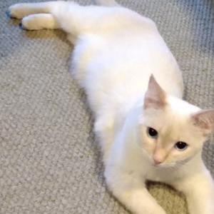 Lost Cat Snowbell