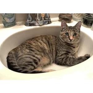 Lost Cat Xena