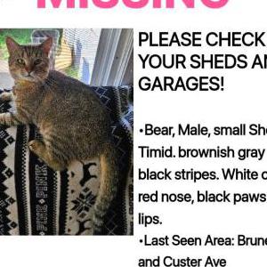 Lost Cat Bear