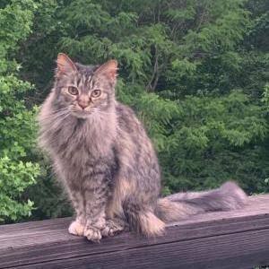 Lost Cat Sofi