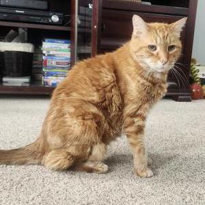 Lost Cat Oliver