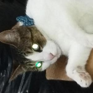 Image of Peluche, Lost Cat