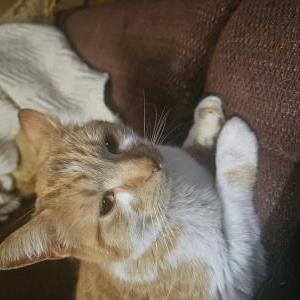 Found Cat Unknown
