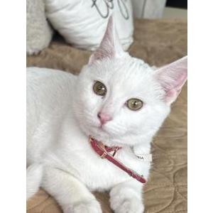 Lost Cat Snowball