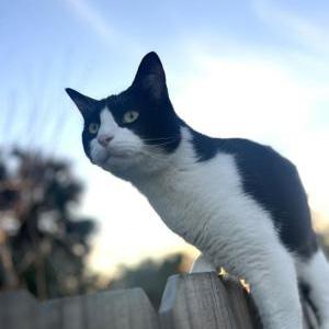 Lost Cat Ron