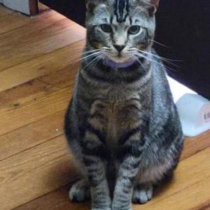 Lost Cat ANGEL