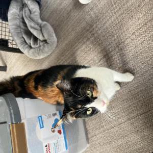 Found Cat Unknown
