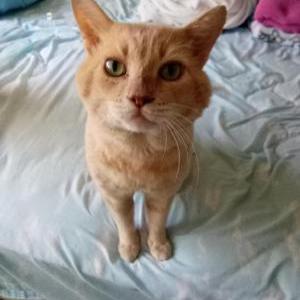 Image of Goldie, Lost Cat