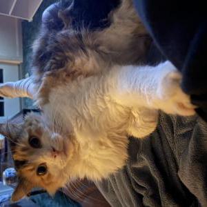 Lost Cat Ellie