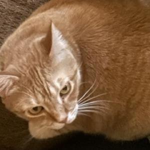 Lost Cat Rue Rue