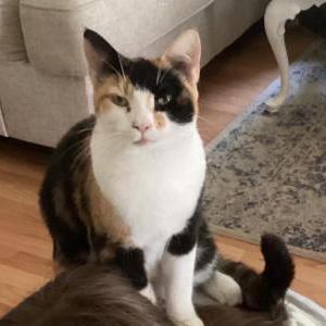 Lost Cat Eva