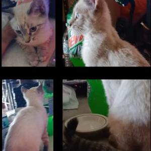 Found Cat unknown