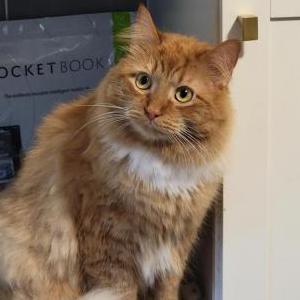 Image of Dexter /, Lost Cat