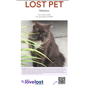 Image of Meadow, Lost Cat