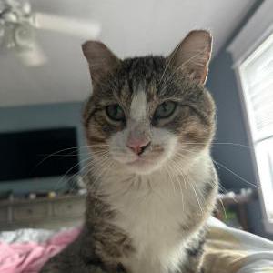 Lost Cat Oliver