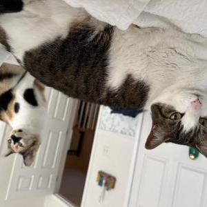 Lost Cat Sappho