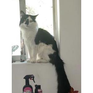 Image of Hogarth, Lost Cat