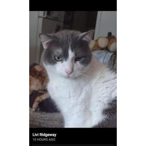 Lost Cat Syler