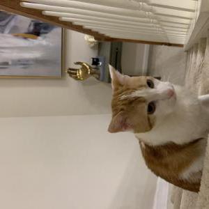 Lost Cat Buddy