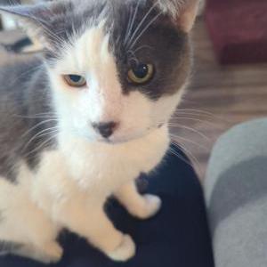 Lost Cat Kitty