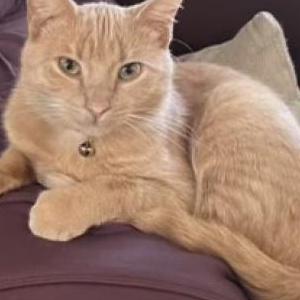 Lost Cat Kitten