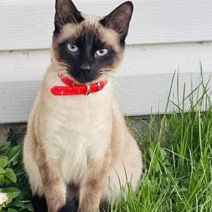 Lost Cat Monster