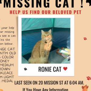 Image of Ronie, Lost Cat