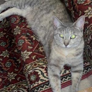 Lost Cat Charlie
