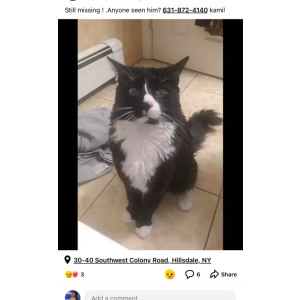 Lost Cat Lucifer