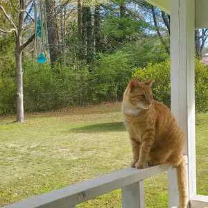 Lost Cat Luther Solon Medley