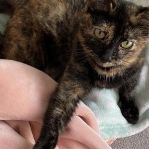 Lost Cat Ivy
