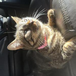 Lost Cat Fefe