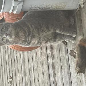 Lost Cat Tom
