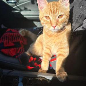 Lost Cat Stewie Taylor