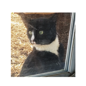 Found Cat unknown