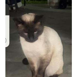 Image of Blue, Lost Cat